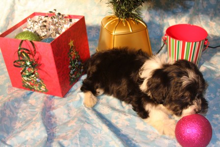havanese-puppies